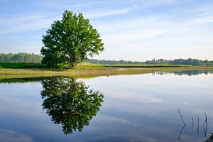 De l'arbre à l'eau