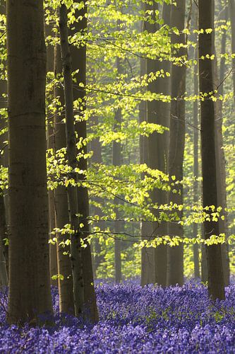 Grüne Buchenblätter und lila Glockenblumen