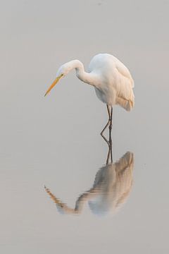 Great Egret by David van der Schaaf