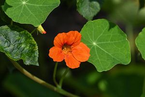 Ostindische Kresse / Indische Kresse