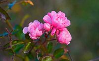 Wilde roos in kleurrijke herfst in Duitsland van Babetts Bildergalerie thumbnail