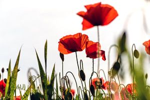 Coquelicots rétro-éclairés