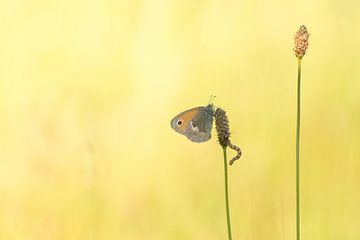 Vlinder met rupsje in het laatste avondlicht. van Francis Dost