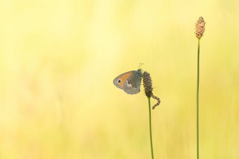 Papillon acec chenille.  par Francis Dost