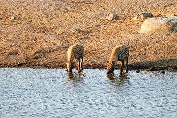 drinkende hyena's van Merijn Loch