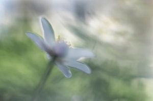 Weißwald-Anemonen