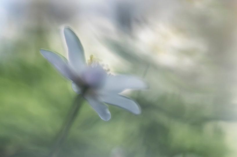 Anémones de la forêt blanche par Ellen Driesse