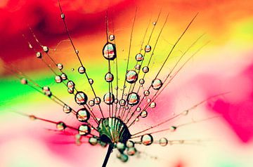 drops and dandelion... by Els Fonteine