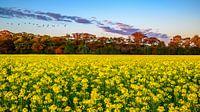 Rapeseed field Deinze by This is Belgium thumbnail