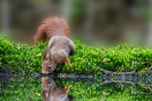 Eichhörnchen von Wilna Thomas