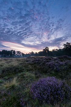 Zonsopkomst boven heiden veld Heidestein Utrechtse Heuvelrug.