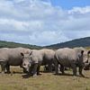 Hear hear see and speak no evil rhinos in row, South Africa (en anglais) sur My Footprints