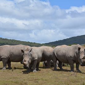 Horen zien en zwijgen neushoorns in rij,  Zuid-Afrika van My Footprints