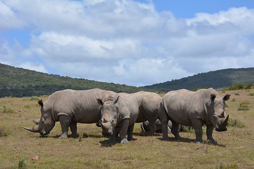 Hear hear see and speak no evil rhinos in row, South Africa