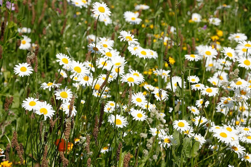 Daisies, Germany by Torsten Krüger