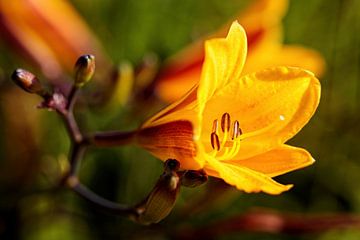 Yellow Lily by Rob Boon