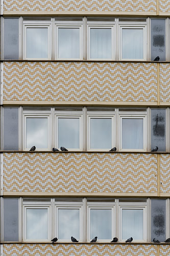 Residential building with city pigeons