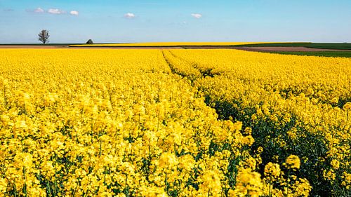 Rapeseed field to infinity
