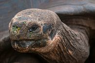 Galapagosreuzenschildpad van Maarten Verhees thumbnail