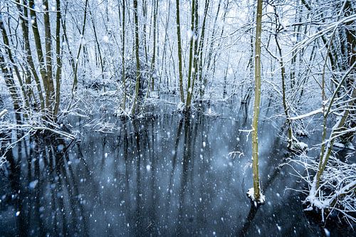 Forêt de neige sur Sam Mannaerts