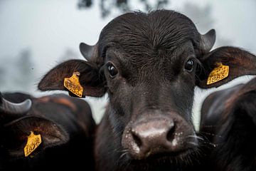 Intense Blik van een Stier Close-up Portret Buffel van Femke Ketelaar