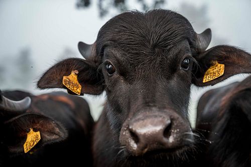 Intense Blik van een Stier Close-up Portret Buffel