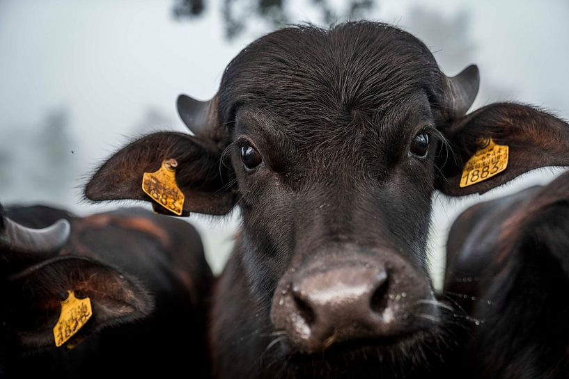 Intense Blik van een Stier Close-up Portret Buffel van Femke Ketelaar