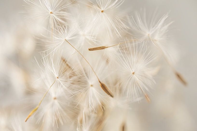 Flusen wegblasen in sanften Naturfarben von Marjolijn van den Berg