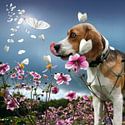 Honden
