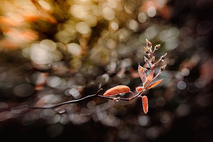 Foaming-Spring by Hiske Boon