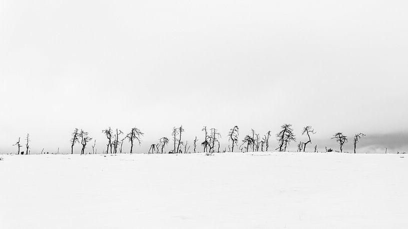 Stay in line by Guy Lambrechts Photography