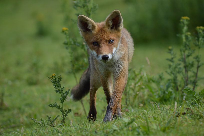 Nieuwsgierige jonge vos. von Yvonne van der Meij