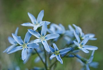 Grappe de fleurs de l'étoile bleue sur Iris Holzer Richardson