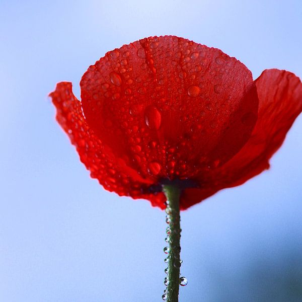 Mohnblume van Gabi Siebenhühner