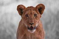 Löwe in Afrika van ManSch thumbnail