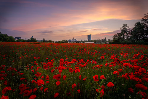 Klaprozenveld voor Frankfurt en de skyline