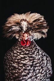 Chicken Rockstar! Dutch Crested Grouse stationary portrait by Lotje van der Bie Fotografie