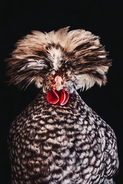 Chicken Rockstar! Hollandse Kuifhoender statieportret van Lotje van der Bie Fotografie