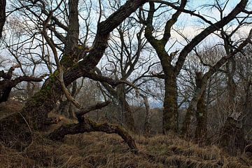 Landschap wild groeiende bomen met mos van Dyon Koning
