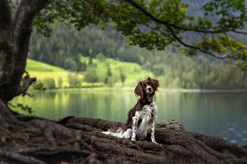 De Heidewachtel: Een elegante bewaker onder de oude boom bij het sprookjesachtige meer