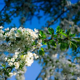 Weiße Blüten von RK