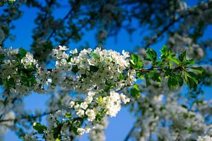 Weiße Blüten