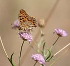 Kleine Parelmoer Vlinder in de natuur van Anouschka Hendriks thumbnail