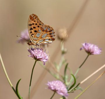 Kleine Parelmoer Vlinder in de natuur van Anouschka Hendriks