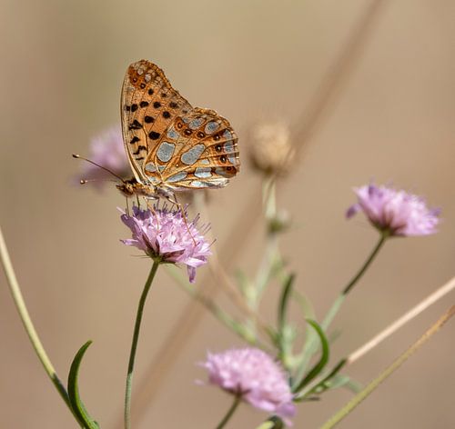 Petit papillon nacre dans la nature sur Anouschka Hendriks
