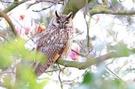 Long-eared Owl between Magnolia by Marjo Snellenburg thumbnail