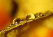 Des gouttes de pluie, un peu de printemps par Marlies Prieckaerts Aperçu