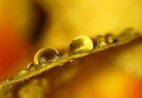 Raindrops, a little spring