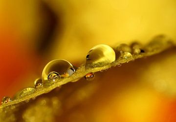 Des gouttes de pluie, un peu de printemps sur Marlies Prieckaerts