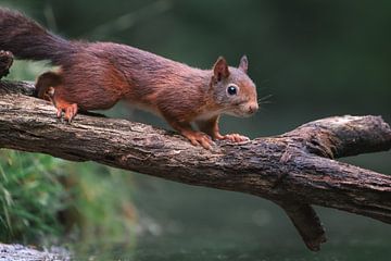 Cute squirrel walking on a stick